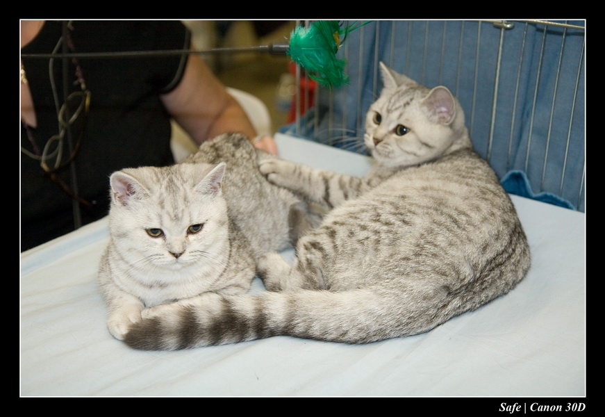 Sep 06 - Salon des animaux de compagnies - 30